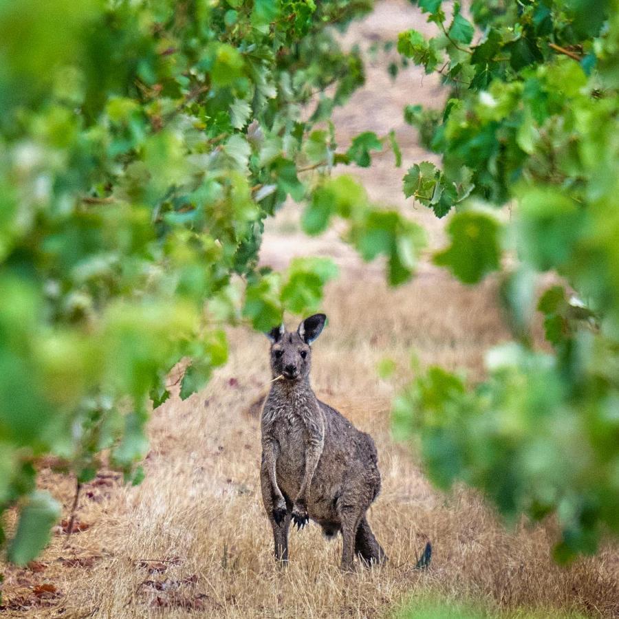 Triple Creek Guest House - Barossa Region Seppeltsfield Exteriér fotografie